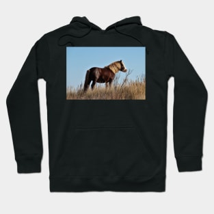 Assateague Beach Ponies Series - 03 Hoodie